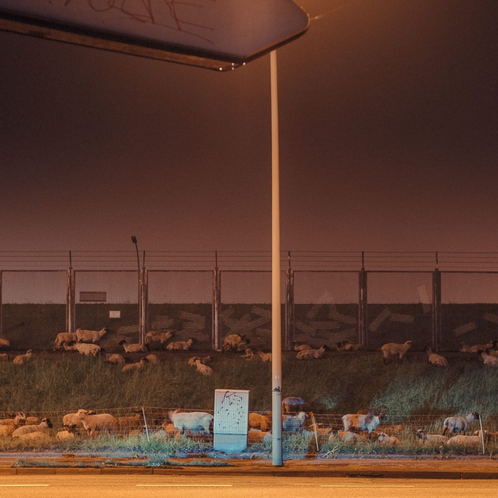 Wilhelmsburg_Deichschafe