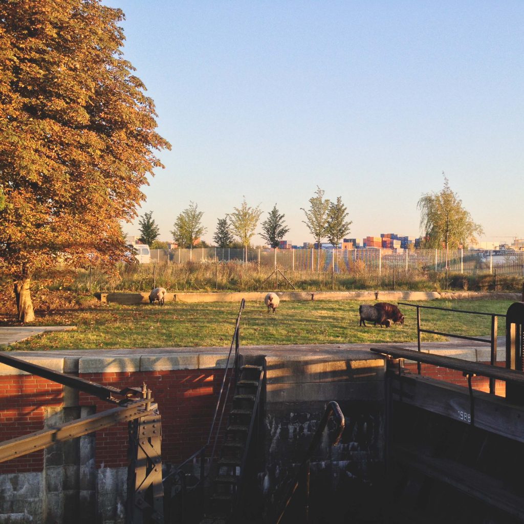 Wilhelmsburg_Schleuse